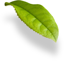 Leaf